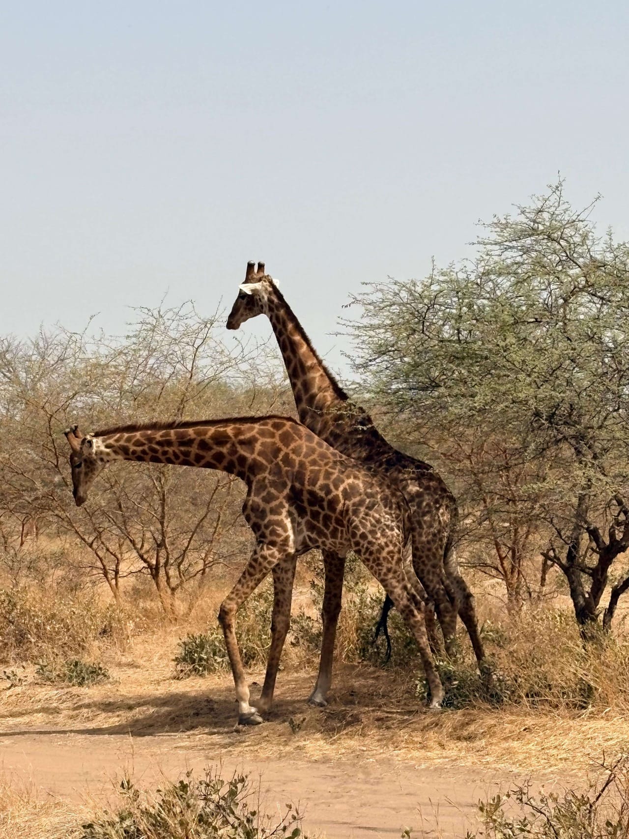 Original Safari photo